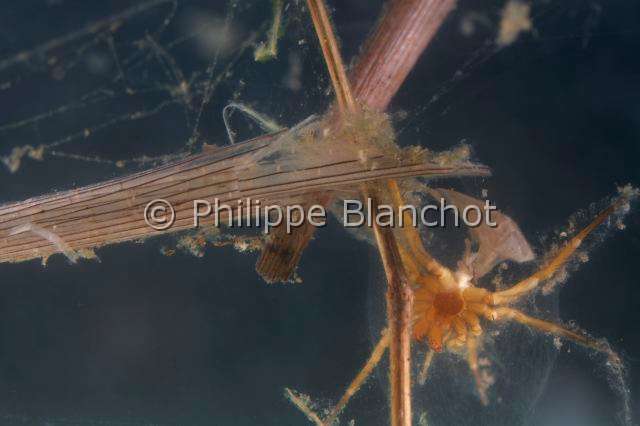 Cybaeidae_9911.JPG - France, Morbihan (56), Araneae, Argyronetidae (Cybaeidae), Argyronète (Argyroneta aquatica), effet du canibalisme, Diving bell spider or Water spider